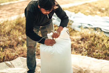Rural Farmer Packing dry rice in Bags During a Vibrant Sunset in a Countryside Field. Sacks...