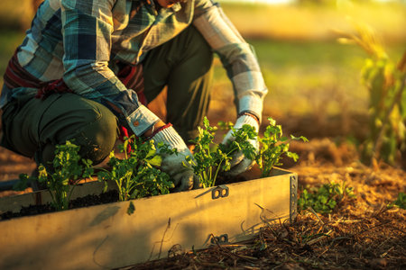 A gardener is planting coriander cuttings in a pot.の写真素材