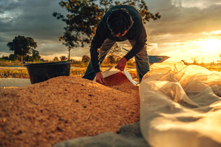 Farmer hands Working with Grains, paddy after harvest and hands put it in sack During Golden Sunset in Countryside. Labor working industry sunset.の写真素材