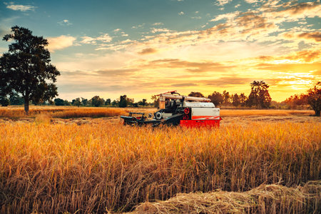 A combine harvester machine is in working in a growth field of crop ripening while the sun sets, producing a golden glow over the landscape.の写真素材