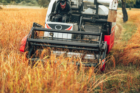 Combine harvesting rice with cutting it in a golden field during early morning light in rural farmland. Machine working and rice growth.の写真素材