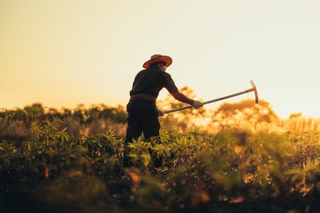 Cassava farmers are digging in the middle of their fields during sunset.