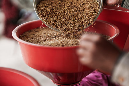A farmer is pouring rice into a rice mill.の写真素材