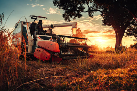 A combine harvester machine is in working in a growth field of crop ripening while the sun sets, producing a golden glow over the landscape.の写真素材