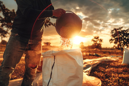 A farmer hands using a black bucket to pour golden grains into a white sack, symbolizing agriculture, harvest, and traditional methods of paddy collection. Labor working industry.の写真素材