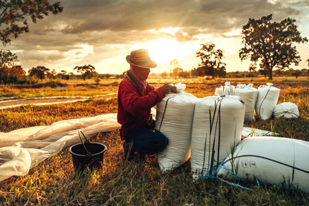 Rural Farmer hands Packing dry rice in sack During a Vibrant Sunset in a Countryside Field. Sacks containing paddy after harvest. Labor working. Labor working industry sunset.の写真素材