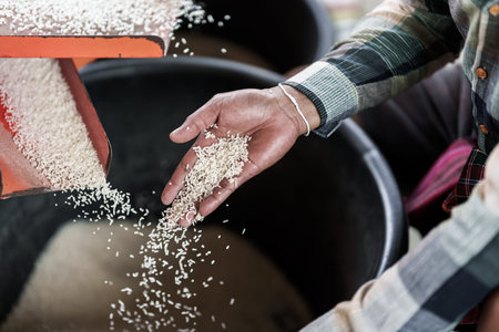 A farmer shows rice being milled using a rice mill on his hand.の写真素材