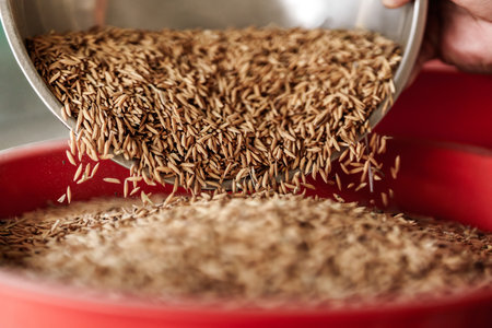 A farmer is pouring rice into a rice mill.の写真素材