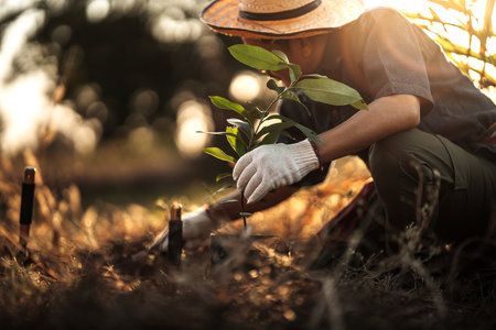 A gardener is planting a mango tree in the garden.の写真素材