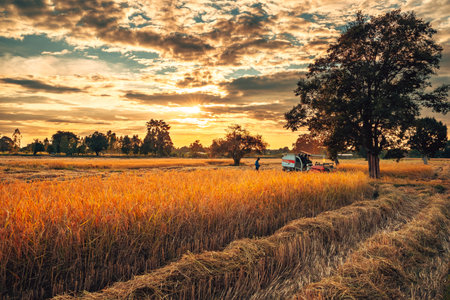 A combine harvester operates in a field of ripened crops as the sun sets, casting a golden glow over the landscape. Farmer and labor working with machineの写真素材