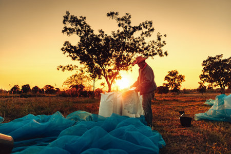 Rural Farmer hands Packing dry rice in sack During a Vibrant Sunset in a Countryside Field. Sacks containing paddy after harvest. Labor working. Labor working industry sunset.の写真素材