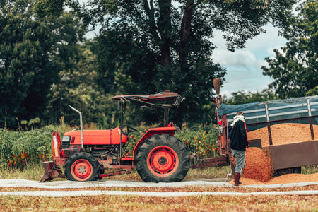 In a rural field, a farmer is using a tractor to harvest crops on a clear day. Labor working with grain after harvest and truck lade paddy.の写真素材