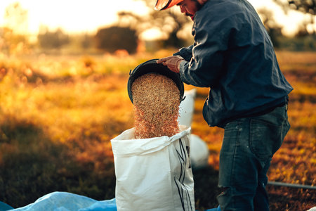 A farmer hands using a black bucket to pour golden grains into a white sack, symbolizing agriculture, harvest, and traditional methods of paddy collection. Labor working industry.の写真素材