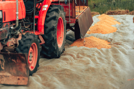 The ground is filled with dried rice paddy after harvesting. Machine , truck working industry.の写真素材