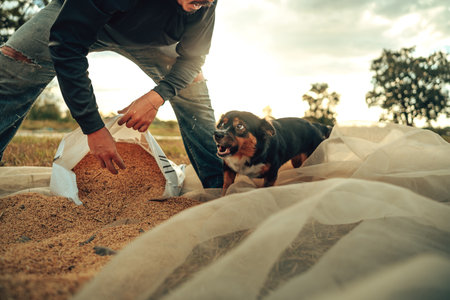 Farmer Working with Grains and put it in sack During Golden Sunset in Countrysideの写真素材