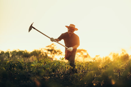 Cassava farmers are digging in the middle of their fields during sunset.の写真素材
