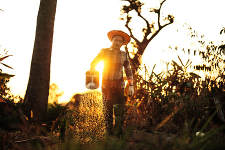 A farmer is watering vegetables from a watering can planted in his garden in the evening.の写真素材