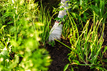 A vegetable gardener is using a shovel to dig up scallion to sell.の写真素材