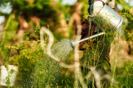 A vegetable gardener is using a watering can to water vegetables growing in the garden in the evening.の写真素材