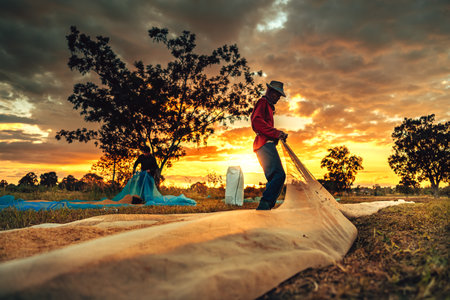 Farmers hands collect rice that has been dried until it is scooped into sacks Under Gorgeous Sunset in Rural Countryside. Labor working industry sunset.の写真素材
