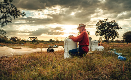 Rural Farmer Packing dry rice in Bags During a Vibrant Sunset in a Countryside Field. Sacks...