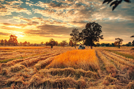 A combine harvester machine is in working in a growth field of crop ripening while the sun sets, producing a golden glow over the landscape.の写真素材