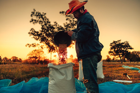 A farmer hands using a black bucket to pour golden grains into a white sack, symbolizing agriculture, harvest, and traditional methods of paddy collection. Labor working industry.の写真素材