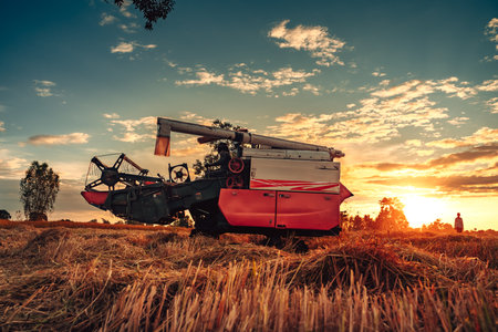 A combine harvester machine is in working in a growth field of crop ripening while the sun sets, producing a golden glow over the landscape.の写真素材