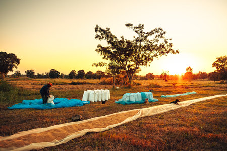 Rural Farmer hands Packing dry rice in sack During a Vibrant Sunset in a Countryside Field. Sacks containing paddy after harvest. Labor working. Labor working industry sunset.の写真素材