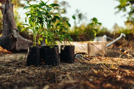 Chili plants are in bags of dirt on the ground, waiting for gardeners to plant them.の写真素材