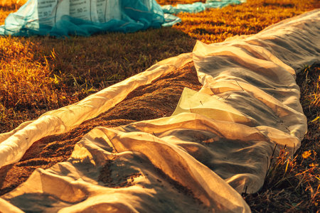 Golden Sunset Over Rural Landscape with Grain Drying Outdoors