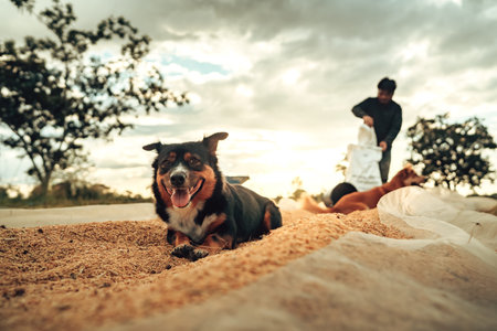 Dog playing on dry rice while Farmer Working at Sunset in Rural Inspired Outdoor Landscape.