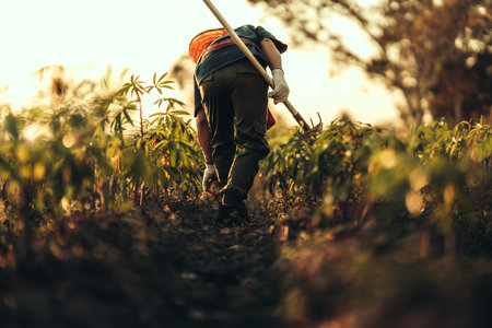 A cassava farmer walks with a hoe in the middle of the field during sunset.の写真素材