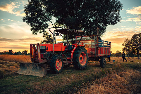 tractor and truck, one with a harvester attachment, work together during sunset in a rice field, highlighting a productive evening in rural agriculture. Farmer working with machine manufacturingの写真素材