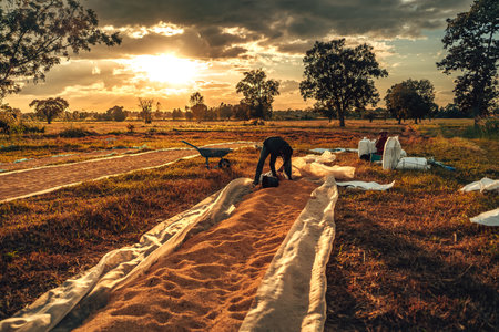 Farmer hands working with grains, paddy after harvest and hands put it in sack during golden sunset in countryside. Labor working industry sunset.の写真素材