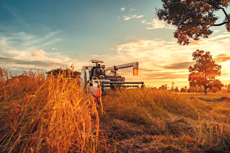 A combine harvester machine is in working in a growth field of crop ripening while the sun sets, producing a golden glow over the landscape.の写真素材