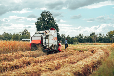 Combine the task of harvesting rice and cutting it in an early morning field in rural farmland.の写真素材