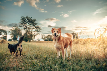 A playful dog enjoys the outdoors, surrounded by tall grass and a serene blue sky, capturing the essence of joy and nature.の写真素材
