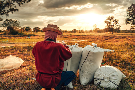 Rural Farmer Packing dry rice in Bags During a Vibrant Sunset in a Countryside Fieldの写真素材