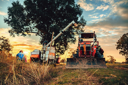 tractor and truck, one with a harvester attachment, work together during sunset in a rice field, highlighting a productive evening in rural agriculture.の写真素材