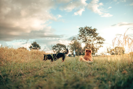 Two playful dogs enjoy the outdoors, surrounded by tall grass and a serene blue sky, capturing the essence of joy and nature.の写真素材