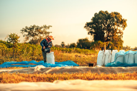 Rural Farmer Packing dry rice in Bags During a Vibrant Sunset in a Countryside Fieldの写真素材