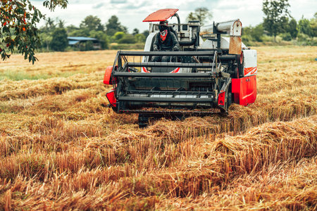 Combine the task of harvesting rice and cutting it in an early morning field in rural farmland.の写真素材