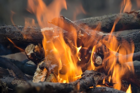 Flames of campfire in the woods の写真素材