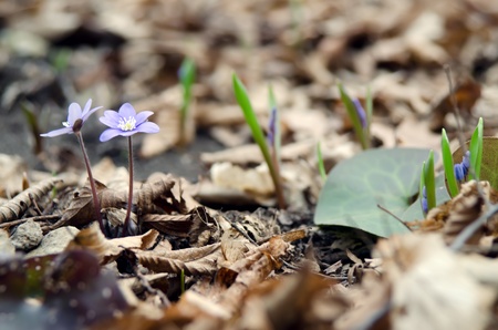 Violet forest flower Hepatica nobilis の写真素材