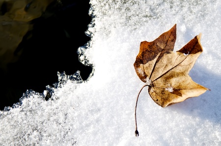 Dry leaf is lying on the thin ice covering cold waterの写真素材
