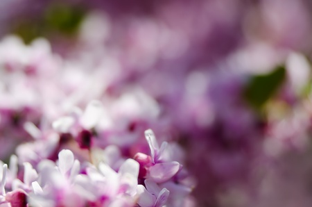 Spring background  Cherry blossoms  sakura  の写真素材