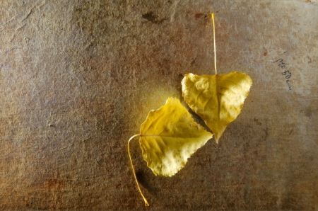 Autumn background  Two yellow leaves on old paper の写真素材