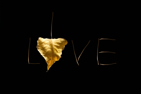 Word love with a yellow leaf の写真素材