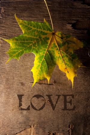 Word love and leaf on a wooden surface の写真素材